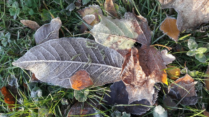 leaves, autum