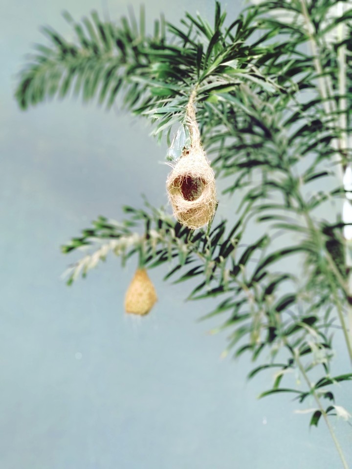 bird's nest