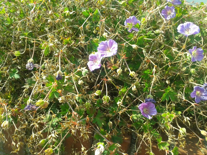 blumen