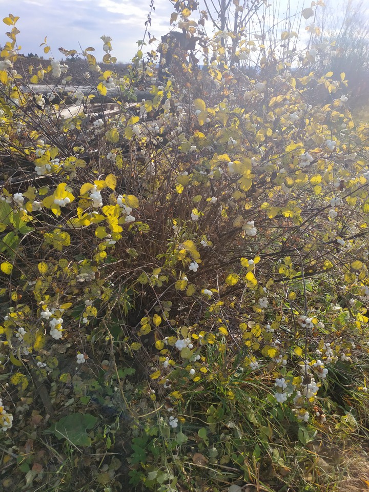 autumn