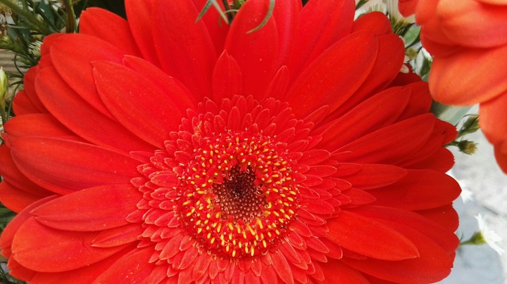 flower
