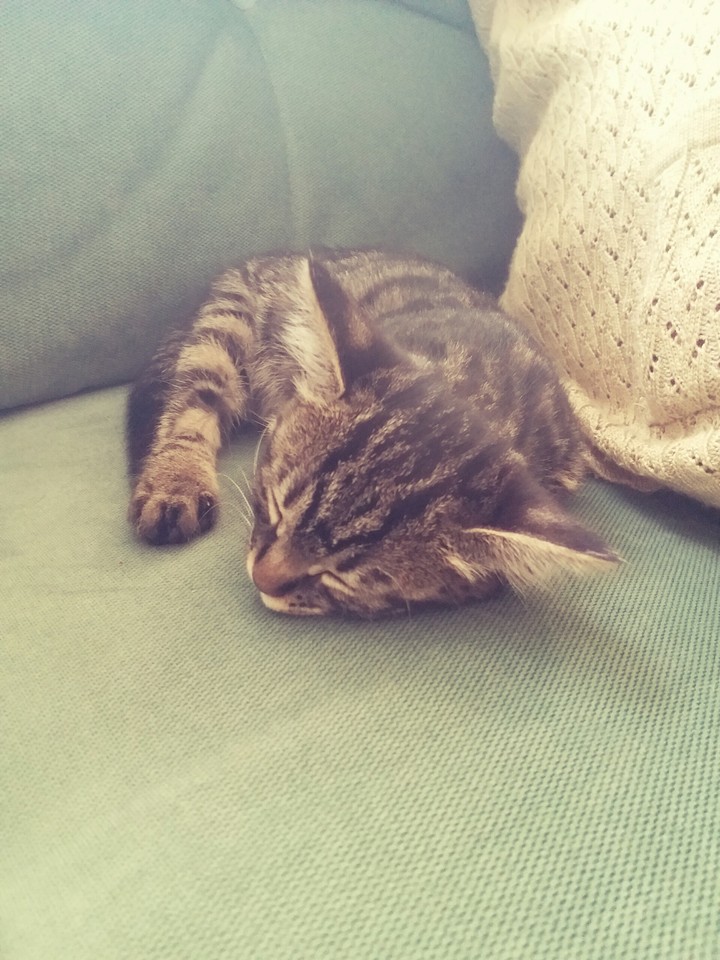 Kedi