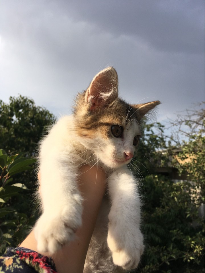 Котёнок