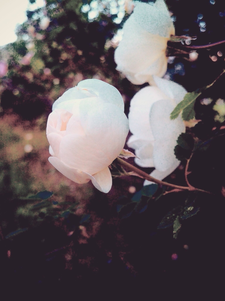 dog-rose