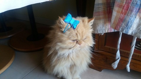 cat