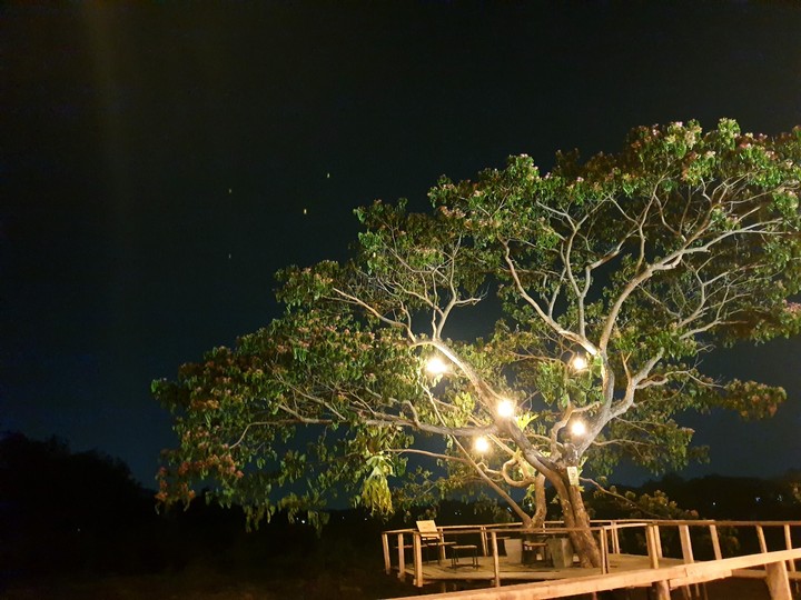 Shining tree