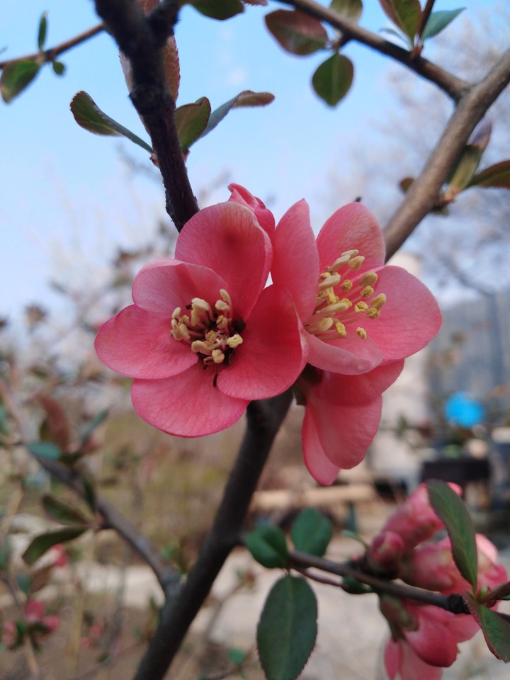 spring