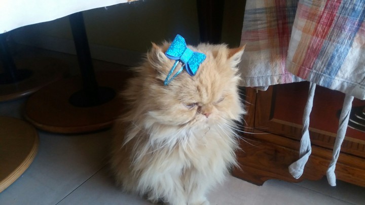 cat
