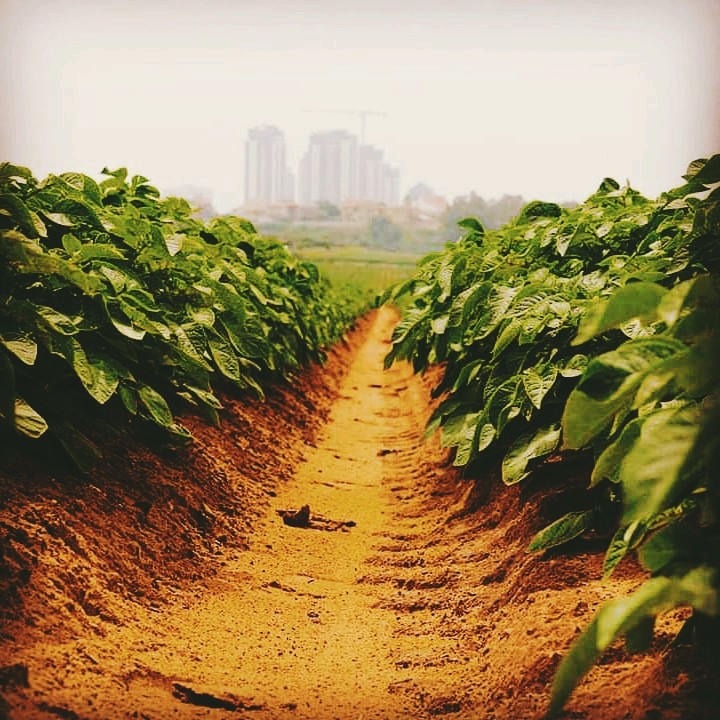 Green Road