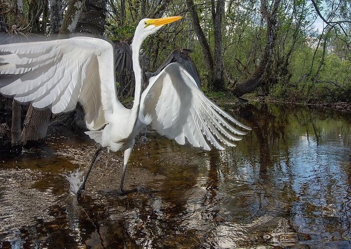 bird bird#