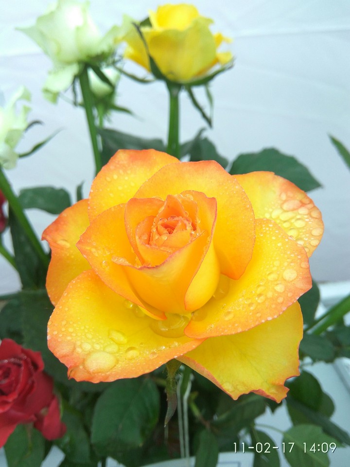 Rose