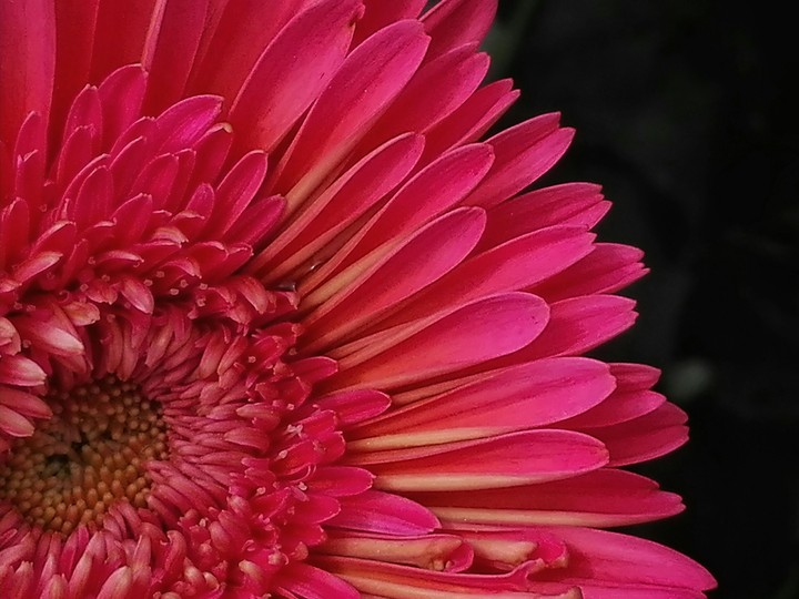 Red flower