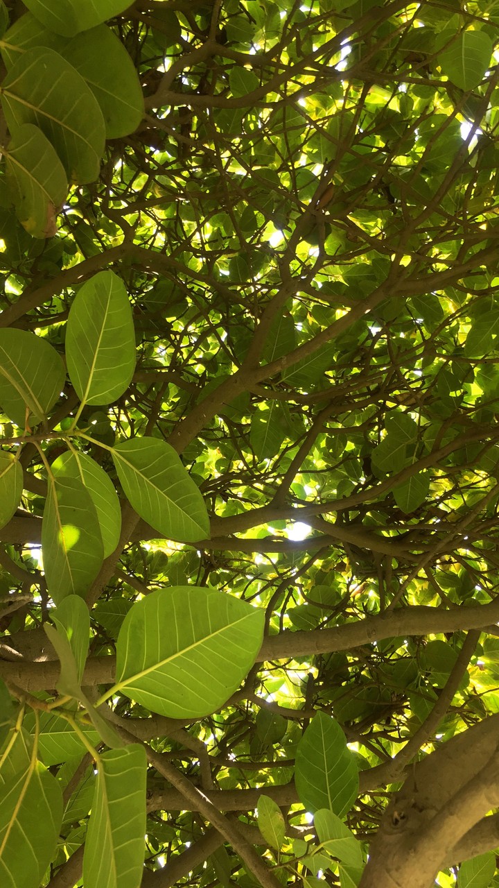 green leaf