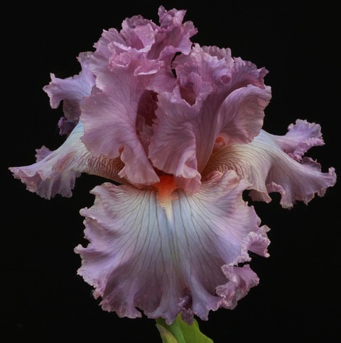 tapety pink, purple