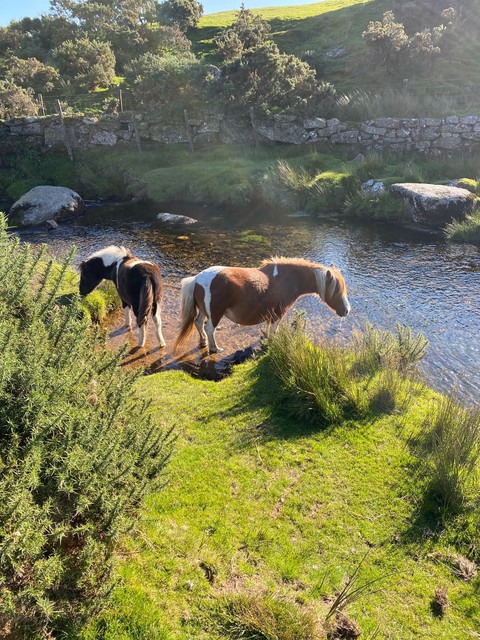Horses in Devon