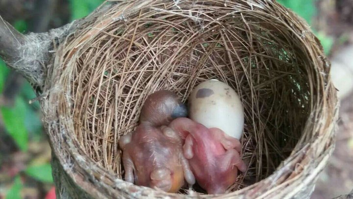 nice? newborns