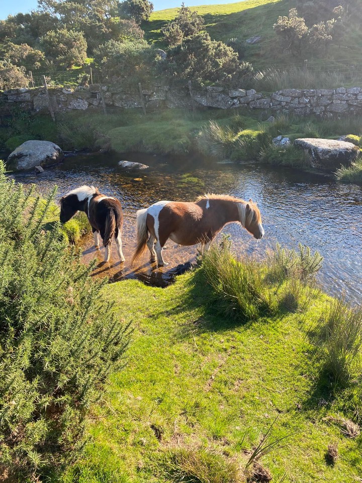 Horses in Devon