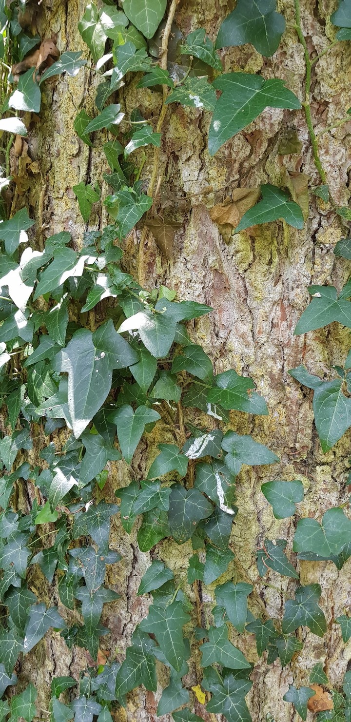 wood