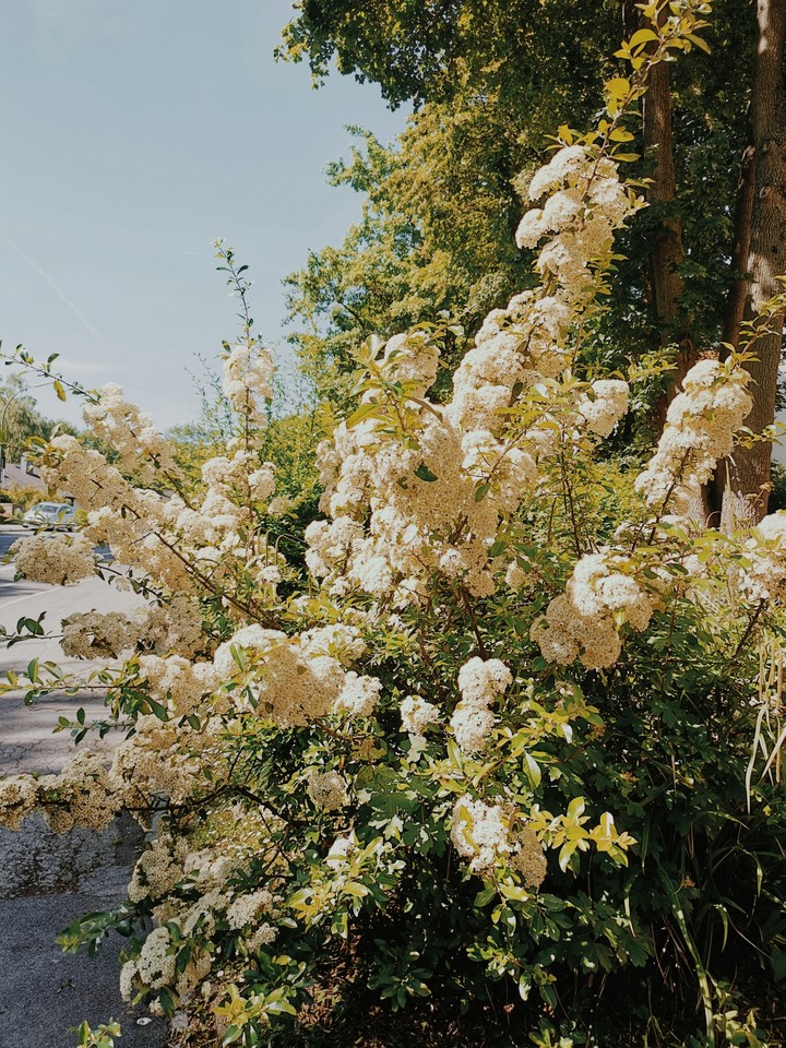 summer