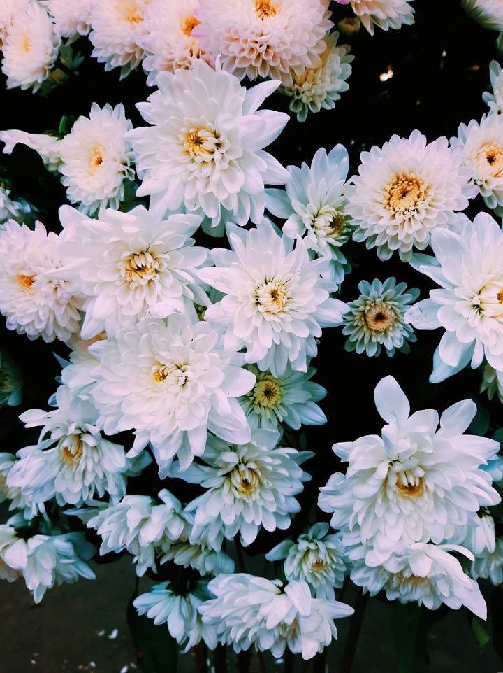 flowers