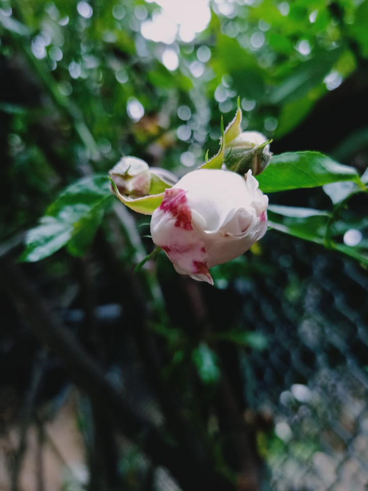 Blossom