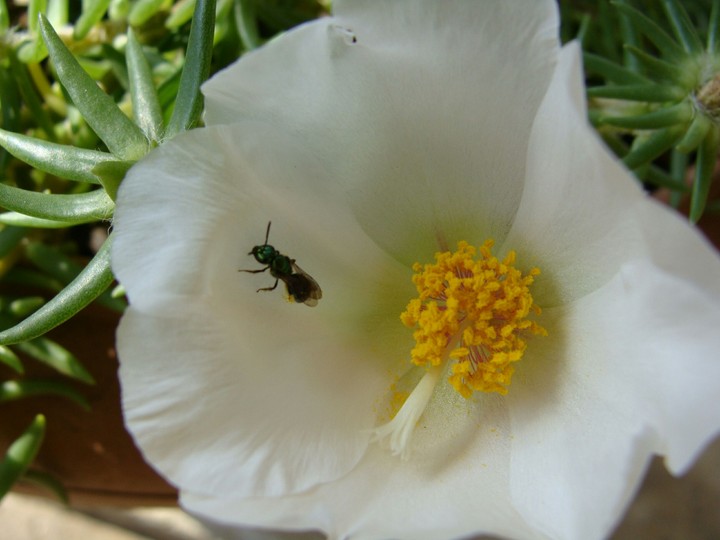 Flor Branca