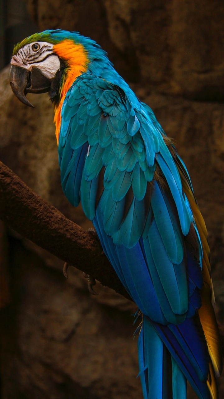 parrot