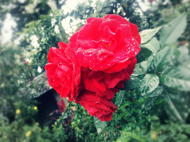 3 rose