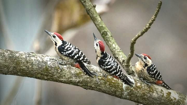 Familia