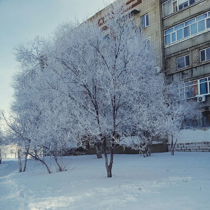 tree
