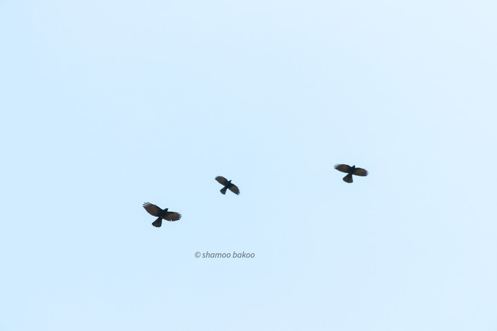 yellow billed cough
