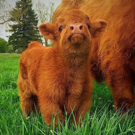 cow