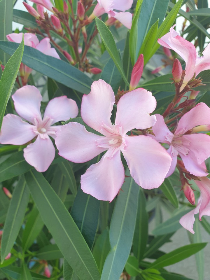 Oleander