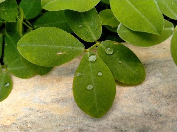 plant