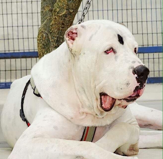 pak bul dog