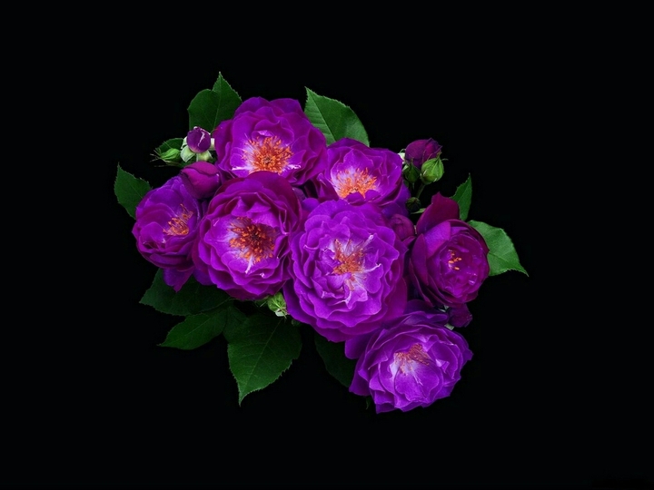 rose in purple