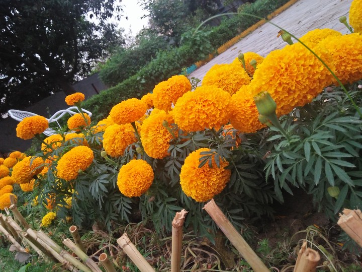 flowers