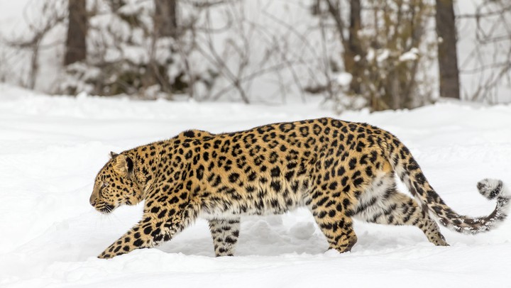 leopard