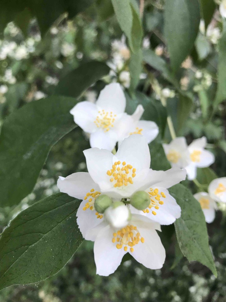jasmine