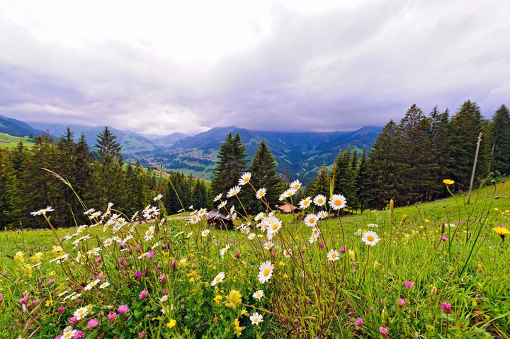Meadow