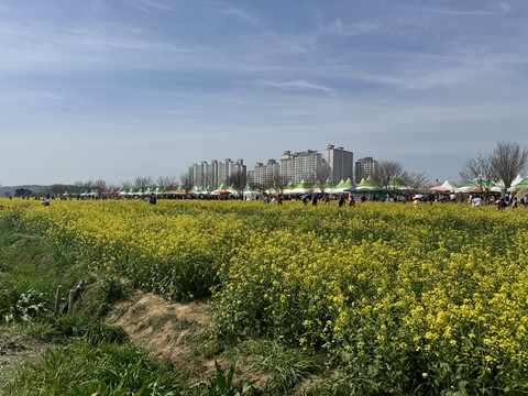 grassland, grass wallpapers