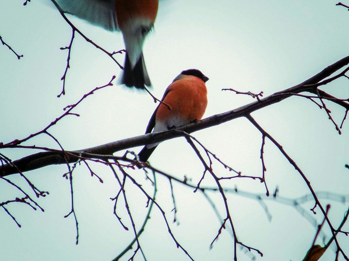 Bullfinch