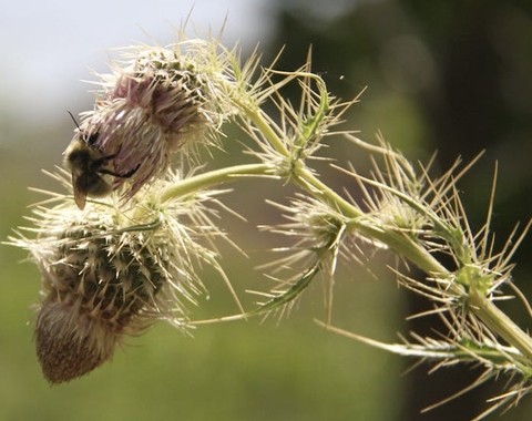 тапети Close-up, Thistle