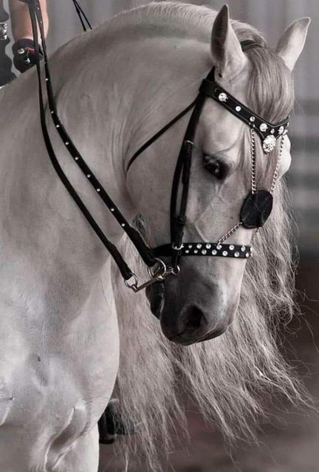 horse ?