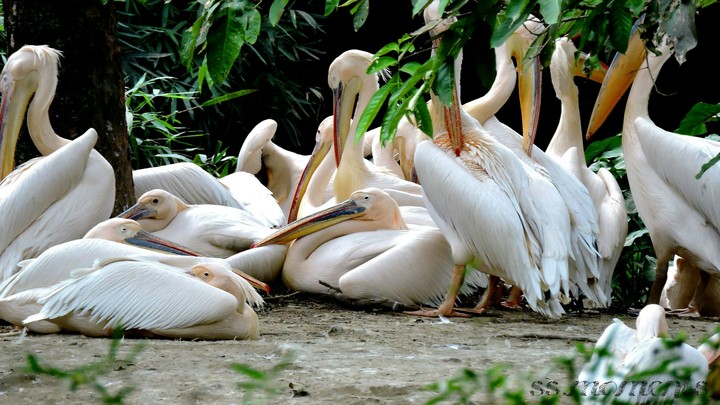 Resting Birds