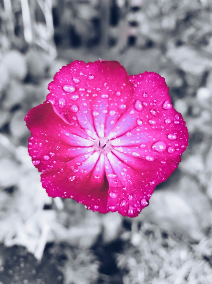 pink flower 2