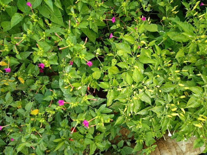 flowers