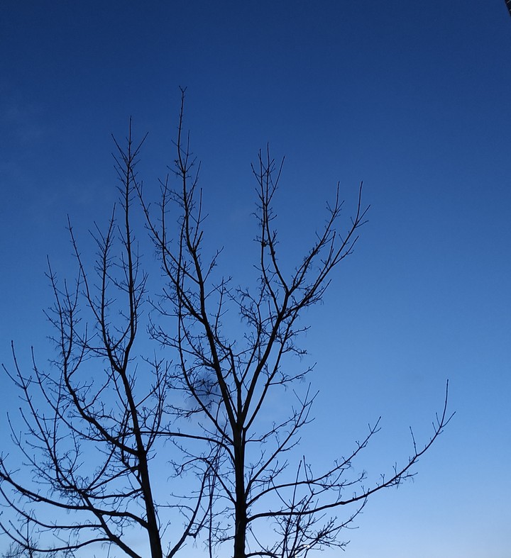 tree.