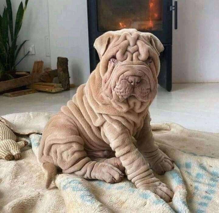 dog
