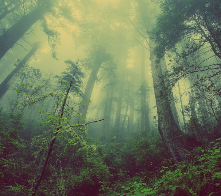 Trees